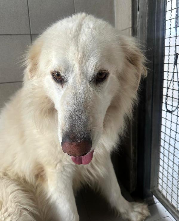 RAMBO SPLENDIDO MAREMMANO Foto 2